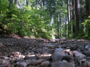 Single Trail Ysperklamm Mountainbike Strecke